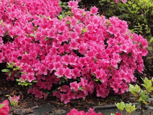 Azalia japońska 'Michiko'